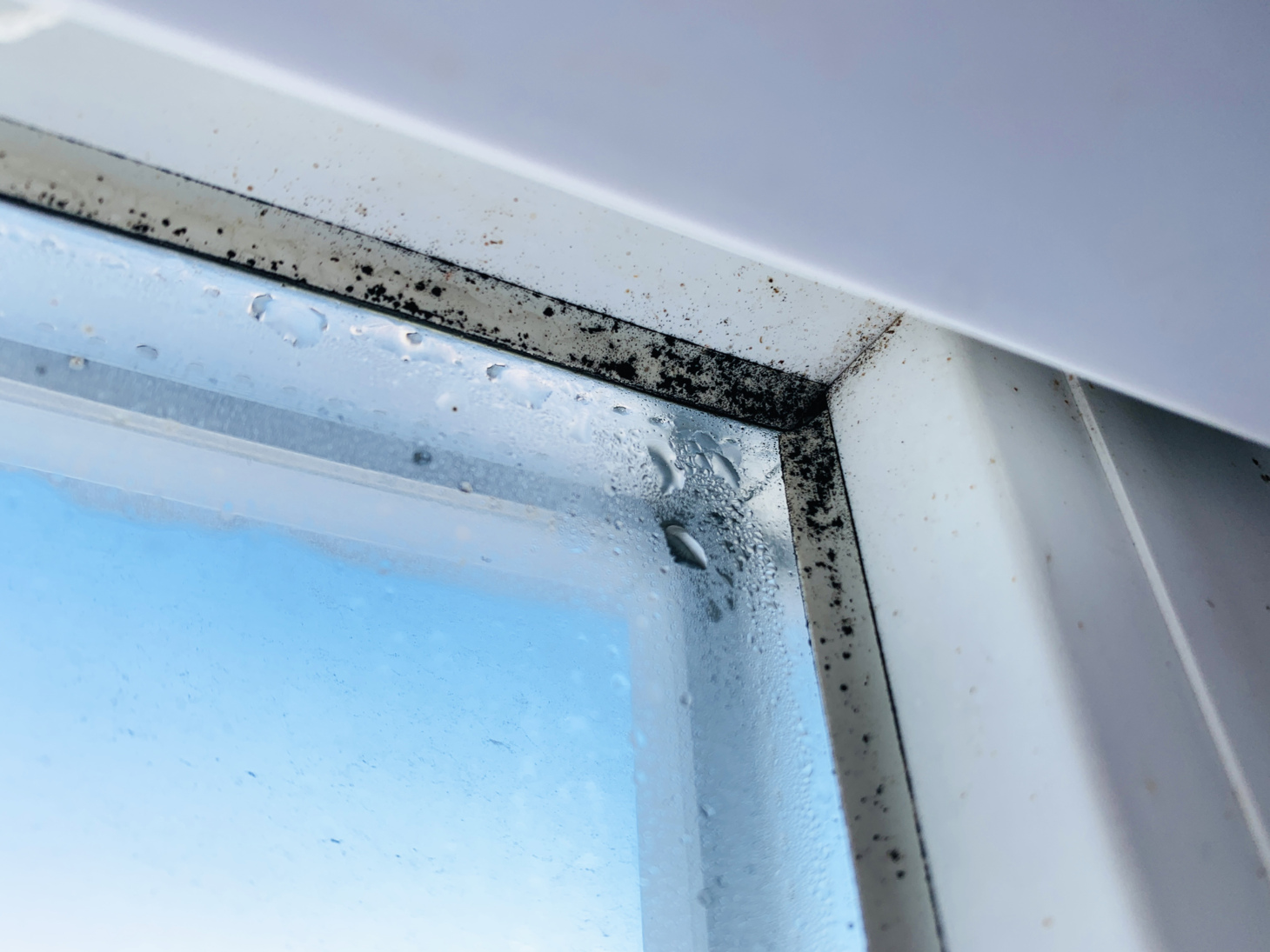 How to Prevent and Get Rid of Black Mold on Windows